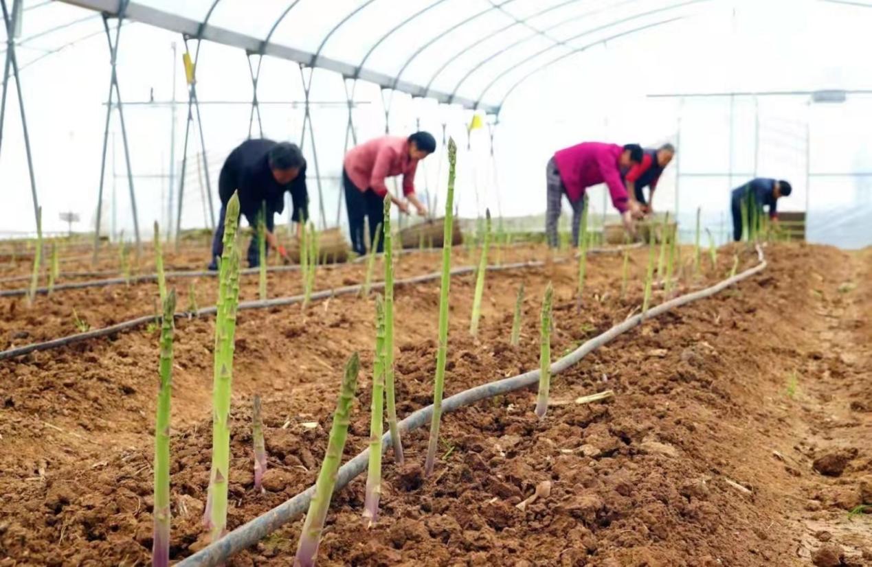 四川省委常委、成都市委書記曹立軍調(diào)研 新津區(qū)國家數(shù)字設(shè)施農(nóng)業(yè)創(chuàng)新應(yīng)用基地